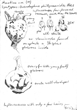 Vorschaubild Oreodaphne phillyreoides Nees